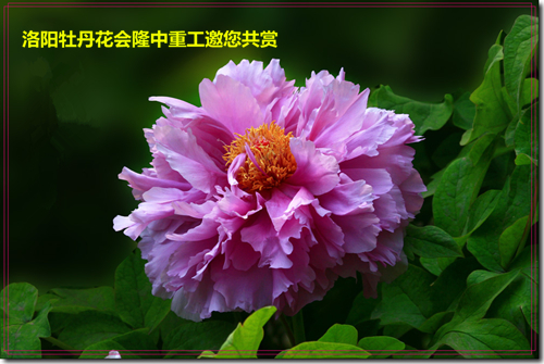 牡丹花會(huì)